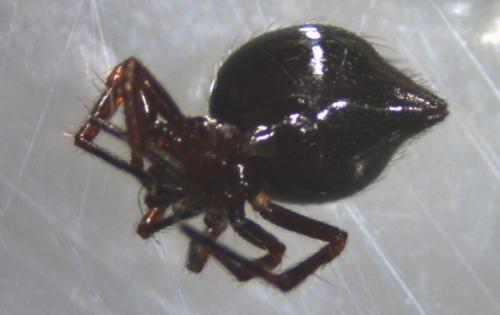 Euryopis episinoides